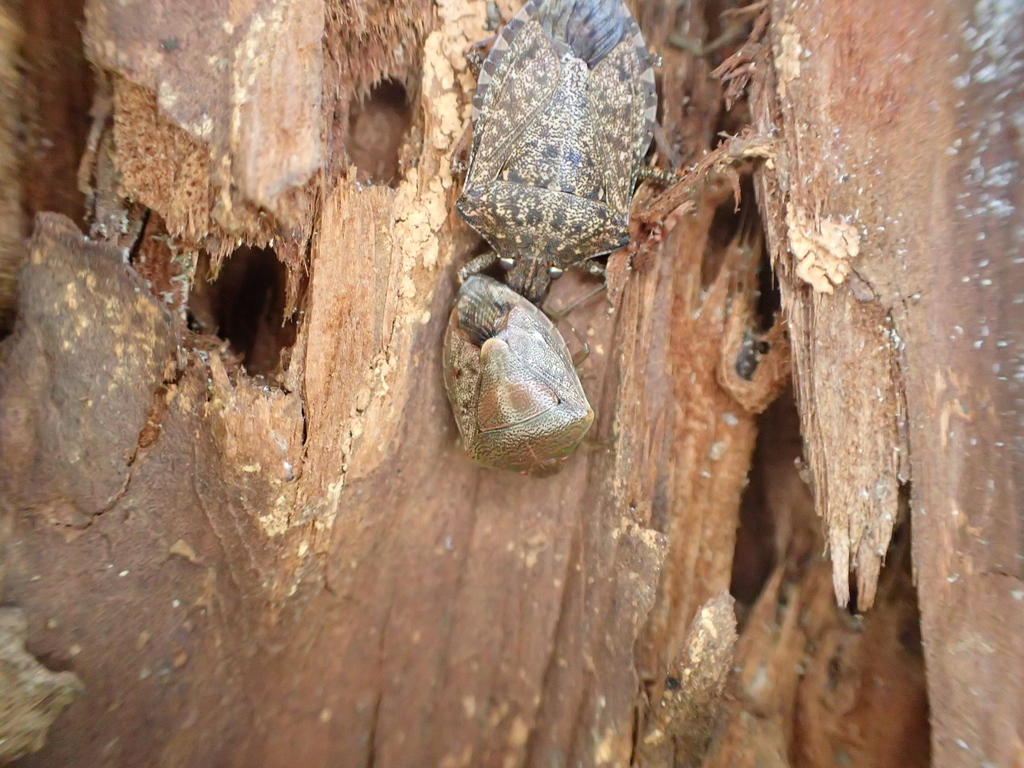 チャバネアオカメムシ