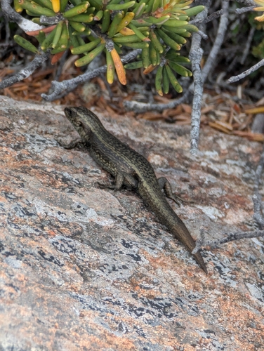 Boulder Cool-skink