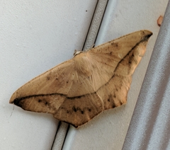 Callosamia angulifera