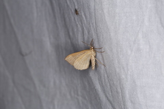 Scotopteryx chenopodiata