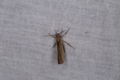 Scotopteryx chenopodiata