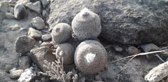 Epithelantha greggii