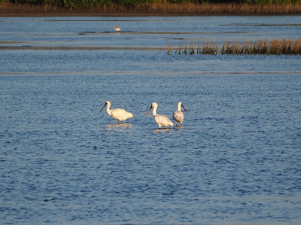 Black-faced spoonbill in Taiwan, iNaturalist research-grade observation