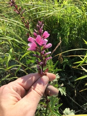 Sidalcea hendersonii