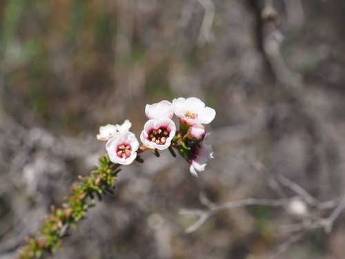 Image of Babingtonia camphorosmae by (c) Hugo Innes, some rights reserved (CC BY)