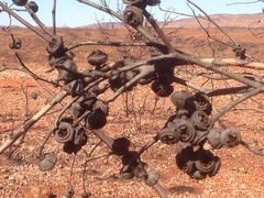 Eucalyptus pachyphylla