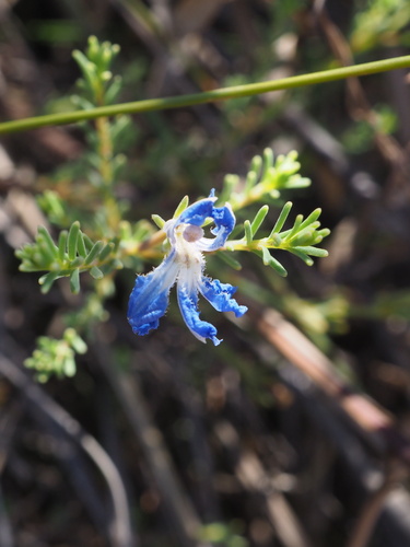 Image of Blue Leschenaultia (Leschenaultia biloba) by (c) Hugo Innes, some rights reserved (CC BY)