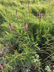 Sidalcea hendersonii