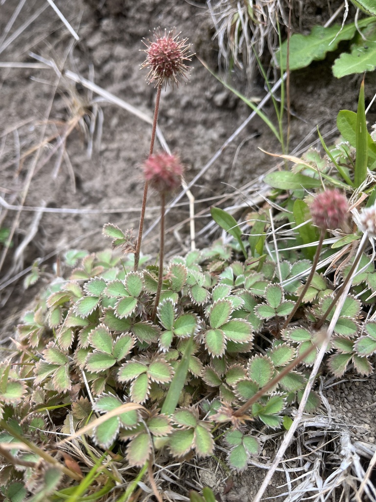 Acaena dumicola