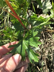 Sidalcea hendersonii