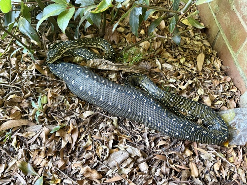 Diamond Python sighting