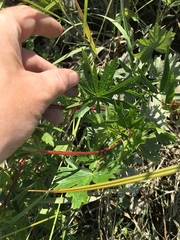 Sidalcea hendersonii