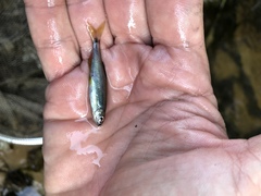 Pteronotropis hypselopterus