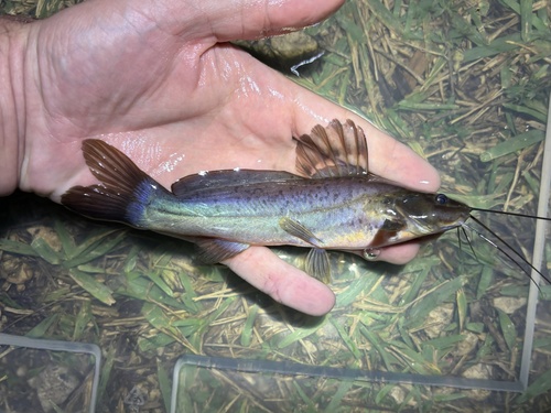 South American catfish (Rhamdia quelen) — Heptapteridae — 2