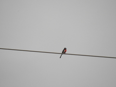 Granatellus venustus