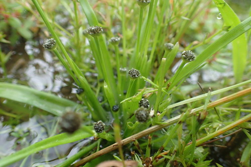 Eriocaulon kiusianum iNat (3)