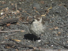 Mimus parvulus parvulus