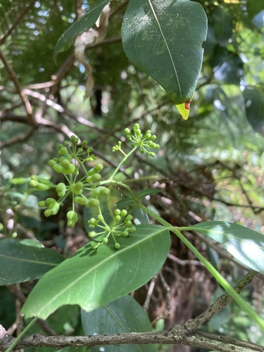 Polyscias sambucifolia observed 2024-12-28