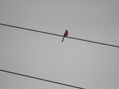 Granatellus venustus