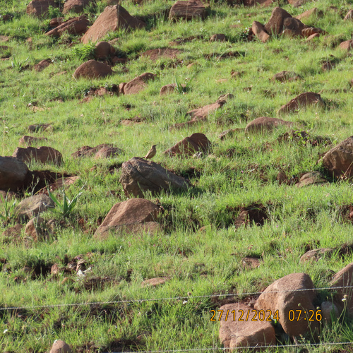 iNaturalist image