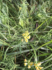 Linaria vulgaris