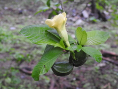 Tabernaemontana tomentosa