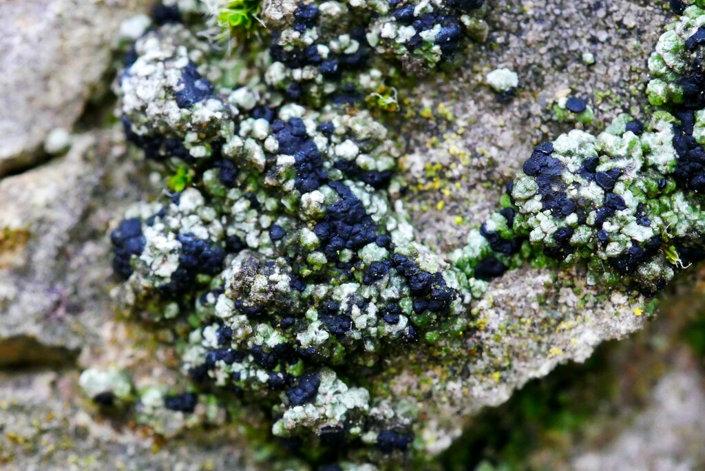 Toniniopsis