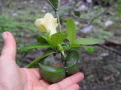 Tabernaemontana tomentosa