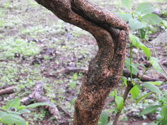 Tabernaemontana tomentosa