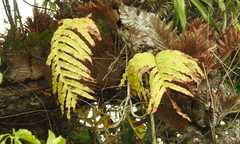 Drynaria quercifolia