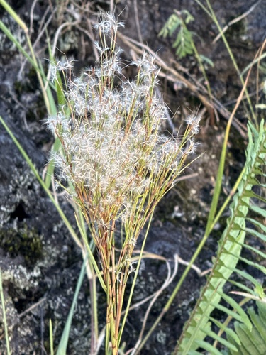Schizachyrium microstachyum observed 2024-12-28