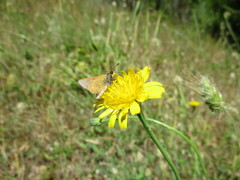 Ochlodes agricola