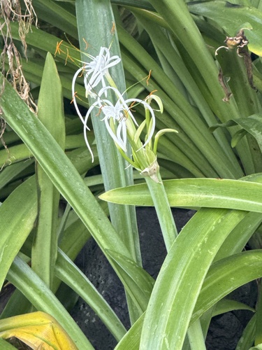 Hymenocallis, 2024-12-28
