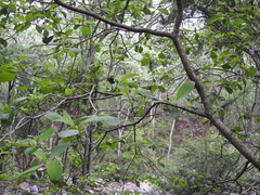 Tabernaemontana tomentosa