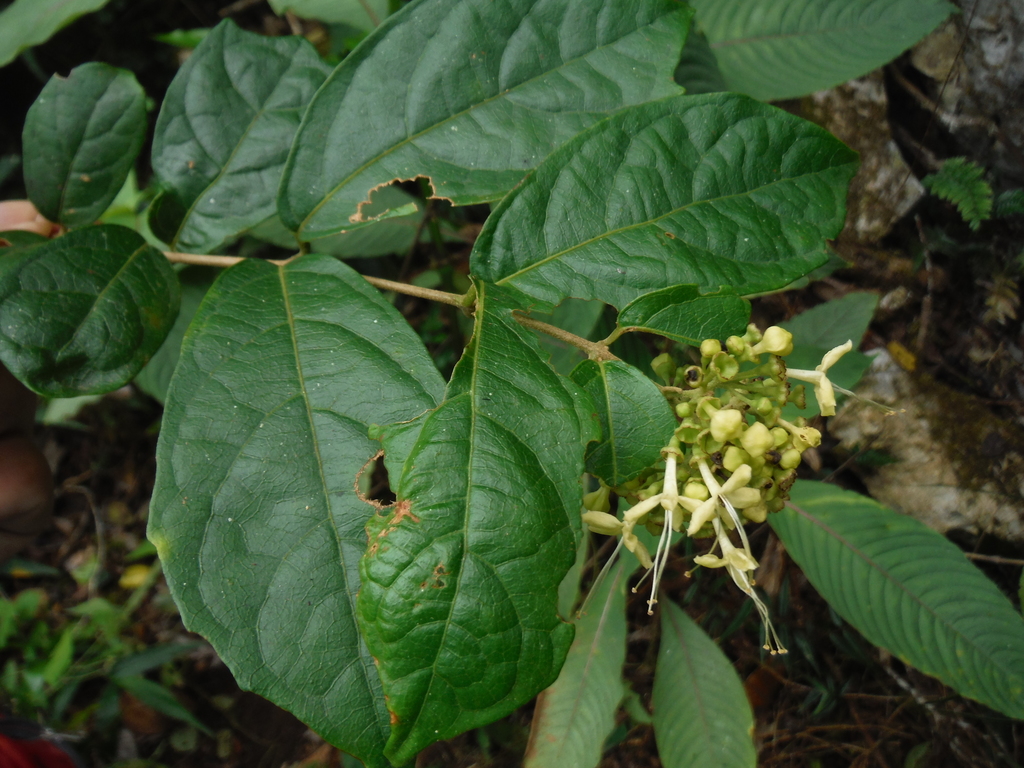 Aegiphila nervosa