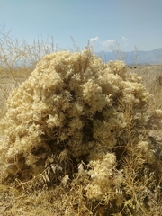 Tetradymia glabrata