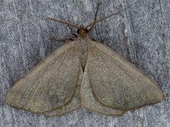 Macaria argillacearia