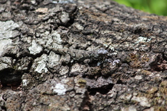 Sceloporus asper