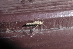 Stathmopoda plumbiflua