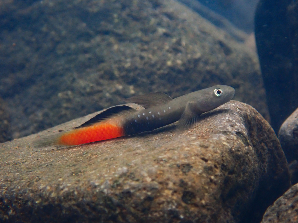 ヒノコロモボウズハゼ (Sicyopus auxilimentus) · iNaturalist