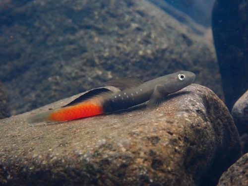 ヒノコロモボウズハゼ (Sicyopus auxilimentus) · iNaturalist