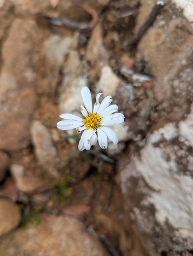 Celmisia asteliifolia, photograph 4