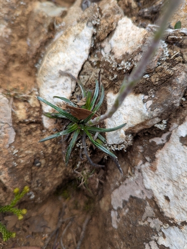 Celmisia asteliifolia, photograph 5