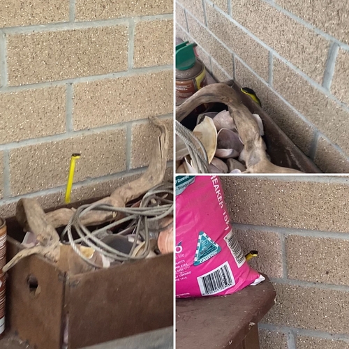 Common Tree Snake sighting