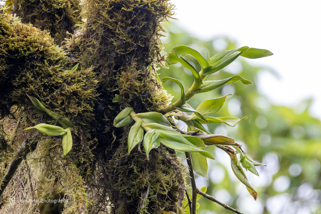 Epidendrum spicatum Hook.f. 4