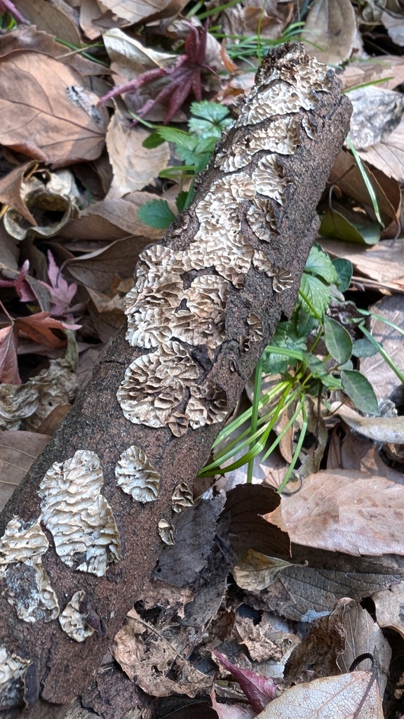 Daedaleopsis styracina · December 2024 · photo: © atsushi_nakajima_cirque (iNaturalist, cc-by)