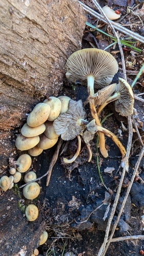 Hypholoma subviride
