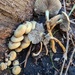 Hypholoma subviride