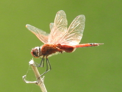 Tramea stenoloba