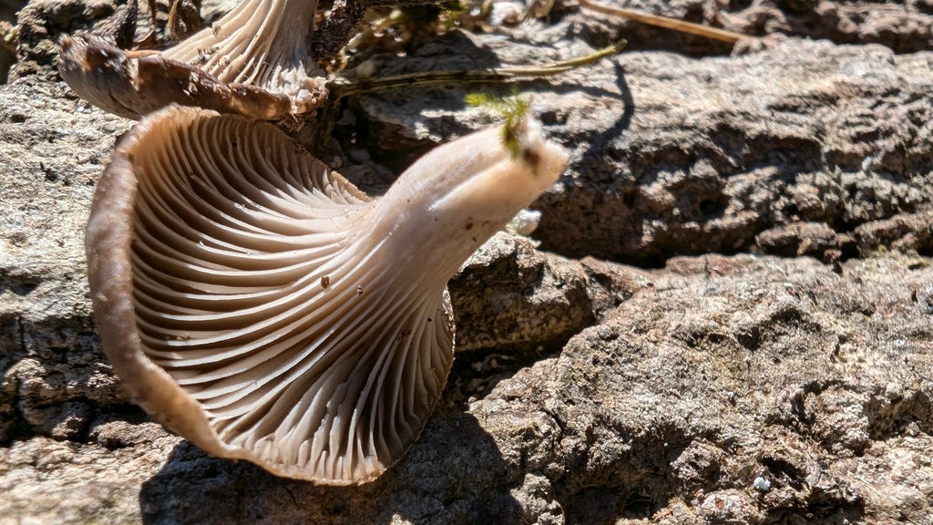 Pleurotus ostreatus · December 2024 · photo: © atsushi_nakajima_cirque (iNaturalist, cc-by)